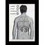 Human Organs Anatomy Chart Awesome Tattoo Dude 1920s Weird  Etsy