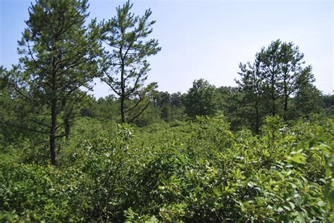 Filealbany Pine Bush Wikimedia Commons