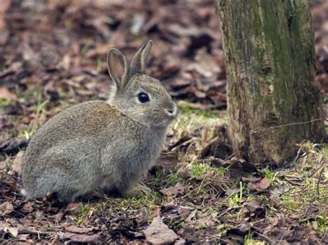 Fadenwürmer im garten hat man immer dann wenn die bepflanzung zu sehr überteibt. Was hilft gegen Wildkaninchen? - Jagen, vergiften oder ...