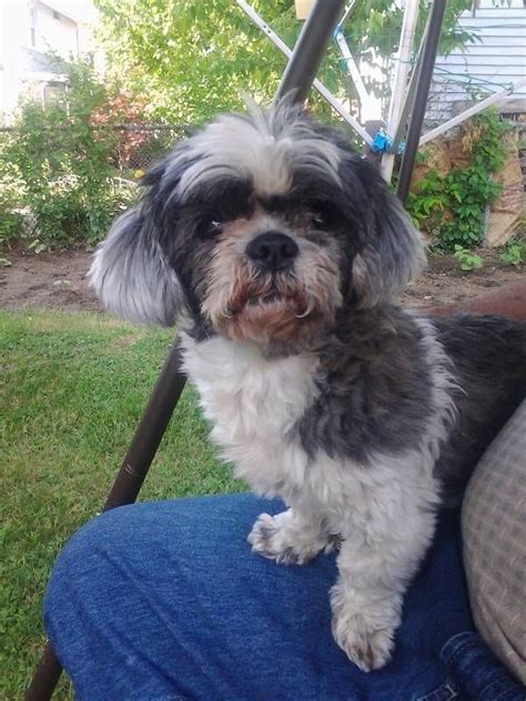Check spelling or type a new query. Lost Dog - Shih Tzu in SPRINGFIELD, MA Share Facebook Twitter Google+ Email Pet Name: Princess ...