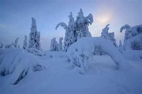 Winter Snow Trees Traces The Snow Finland Lapland Hd Wallpaper