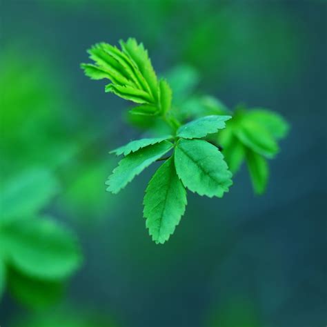 Green Spring Leaves Ipad Air Wallpapers Free Download