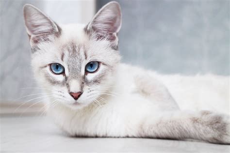 14 Most Beautiful Cat Breeds Youll Love With Pictures Pet Keen