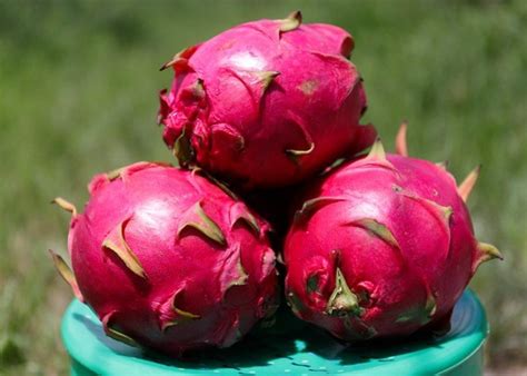 5 Manfaat Dari Buah Naga Yang Baik Untuk Kesehatan