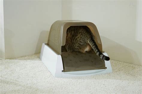 The Best Automatic Litter Box Of 2020 Your Best Digs