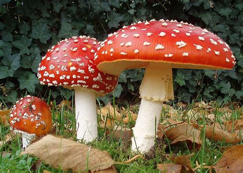 8 Most Poisonous Types Of Mushrooms WorldAtlas