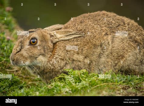 Rabbit Large Wild Adult Rabbit In Natural Habitat On The Island Of