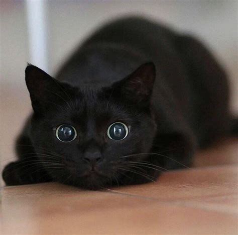 Pin By Yamille Mendez On Cat Cats Cute Black Cats Cute Cats
