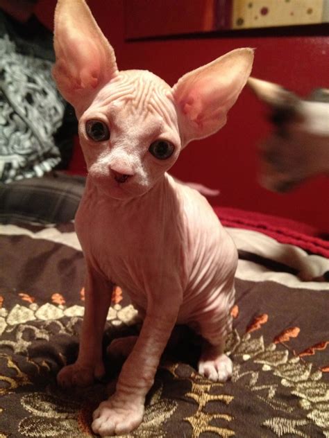 My Baby Roy Cutestsphynxkittenever Cute Cats Photos Funny Cat