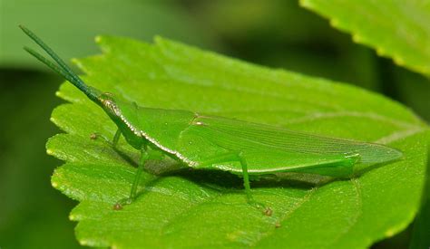 Vegetable Grasshopper Atractomorpha Sp Pyrgomorphidae Flickr