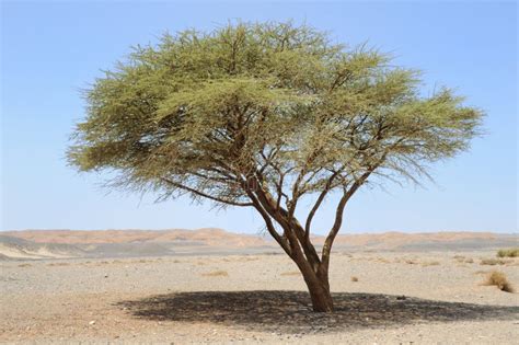 Umbellate Acacia In Arabian Desert Stock Photo Image Of Summer Sand