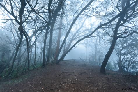 Misty Scary Forest In Fog Stock Photo Crushpixel