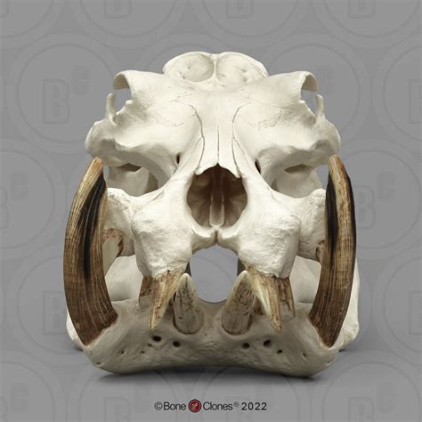Hippopotamus Skull Bone Clones Inc Osteological Reproductions