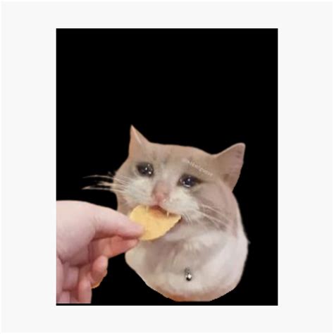 Crying Cat Chip Meme Crying Cat Meme Crying Cat Chip Meme Cat Meme