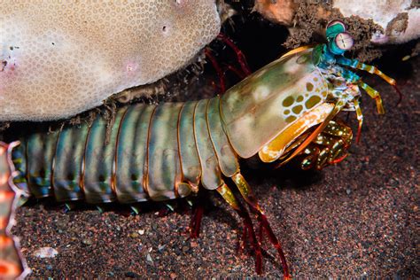 Peacock Mantis Shrimp Female Odontodactylus Scyllarus Flickr