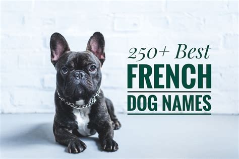 Our list contains hundreds of great male and female bulldog names for bulldog names. 250+ Best French Dog Names and Meanings - My Pet's Name