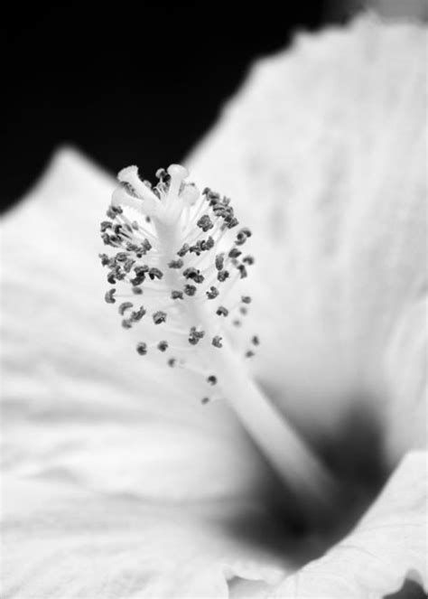 Pollen And Pistil Photograph By Jeff Garris