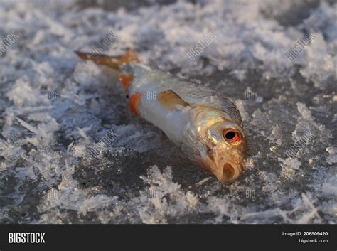 Fish On Ice During Image And Photo Free Trial Bigstock