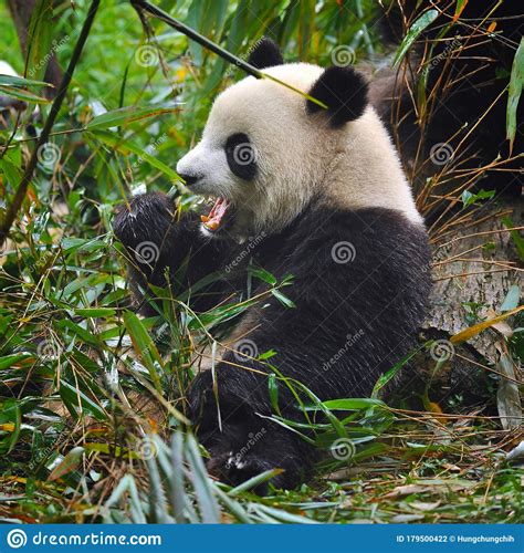 Cute Giant Panda Bear Eating Fresh Green Bamboo Stock Photo Image Of