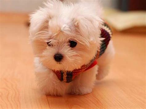 21 What Is A Sweet Small Dog For You