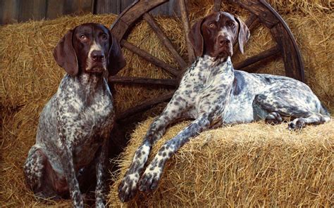 Wallpapers Joo Two Dogs In The Barn Wallpaper