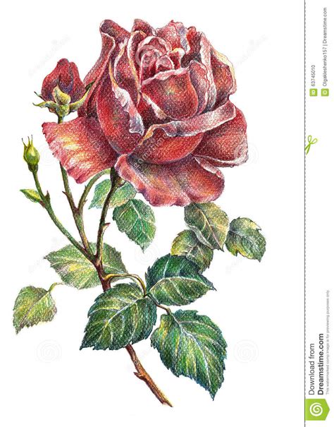 Maybe you would like to learn more about one of these? Fiore Di Rosa, Matita Di Colore, Illustrazione ...