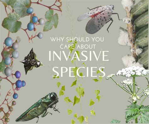 Why Should We Care About Invasive Species Slelo Prism