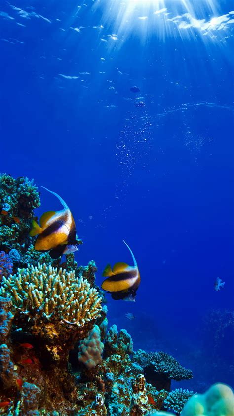 Underwater Coral Fish Ocean Undersea Hd Phone Wallpaper Peakpx