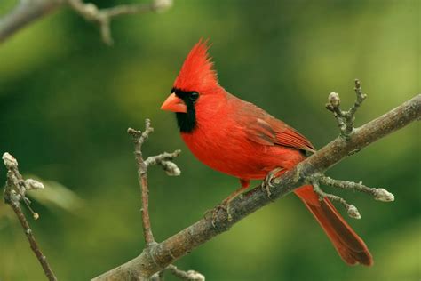 Red Cardinal Symbolism Spiritual Meanings Why You See Them