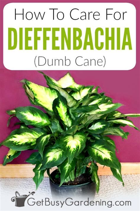 Dieffenbachia Plant Care Uk Min Mead