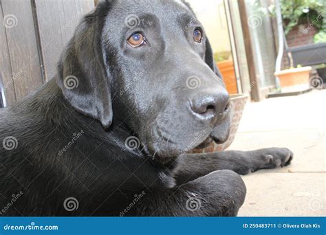 Black Labrador Retriever Pet Profiles Black Labrador Puppy Stock