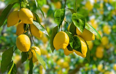 27 Juicy Lemon Fun Facts That Will Amaze You 2022 Facts