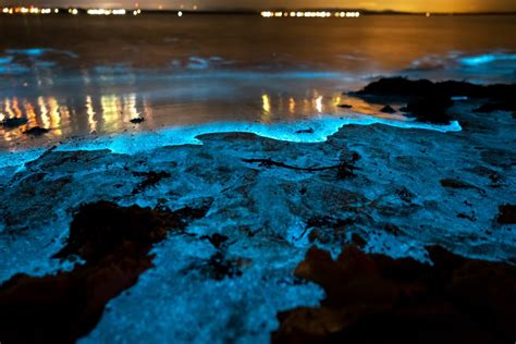 What Is Bioluminescence Ocean Beaches With Glowing Water Waves
