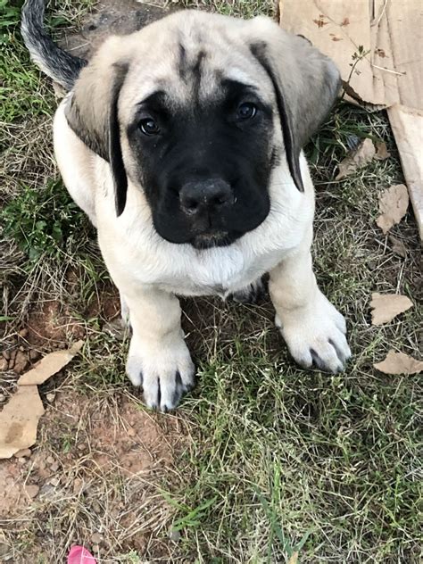 English Mastiff Puppies For Sale Ellijay Ga 297895