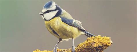 The Blue Tit A Guide To Irelands Garden Bird Species Petmania