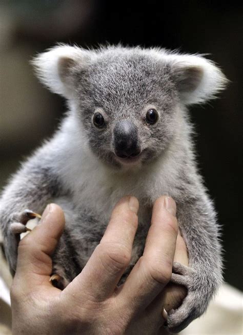 A Baby Koala Bear