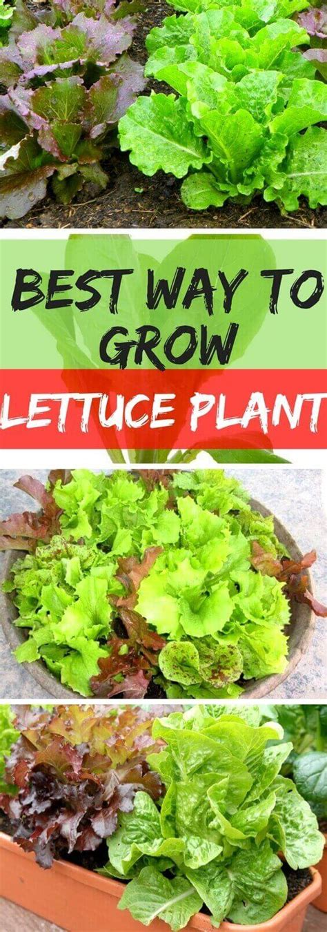 Apples 00:39 citrus fruits 01:03 nectarines 01:31 peaches 01:57. Best way to Grow Lettuce Plant from Seed Indoors - Home ...