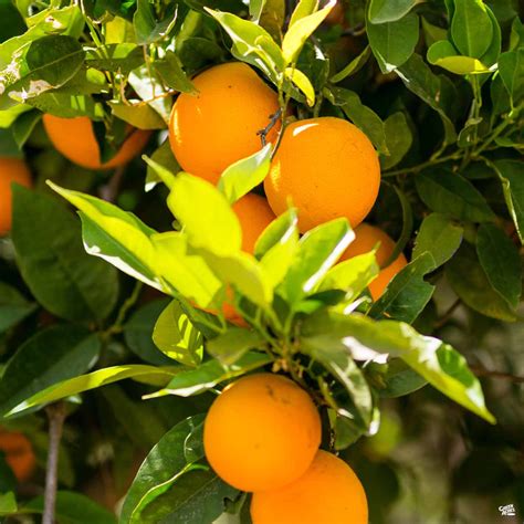 Navel Orange Cara Cara Semi Dwarf — Green Acres Nursery And Supply