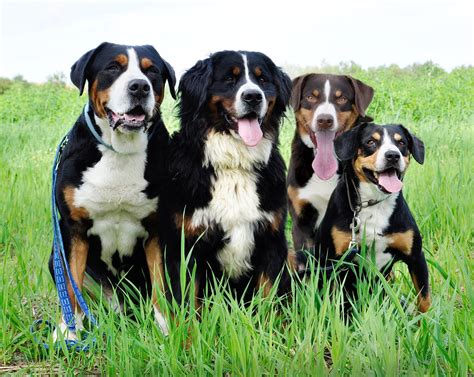 The skull is flat and broad, with the greater swiss mountain dog may have contributed to the development of the st. Swiss mountain dog - Wikipedia