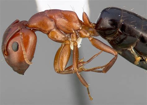 Carpenter Ant Control In The Home