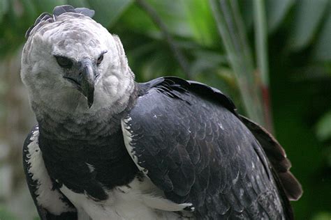 Top 91 Imagen Aguila Arpia En Peligro De Extincion En Venezuela