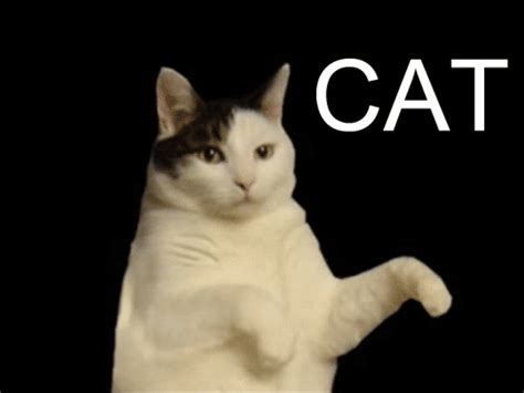 Гиф анимация Танцующий и подмигивающий кот Cat Im A Kitty Cat And I