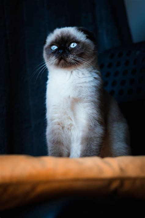 White Scottish Fold Kitten With Big Blue Eyes Stock Photo Image Of