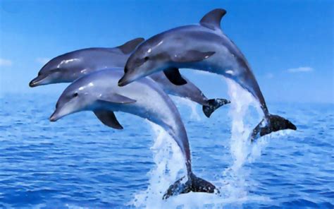 Beach Dolphin Wallpaper Wallpapersafari