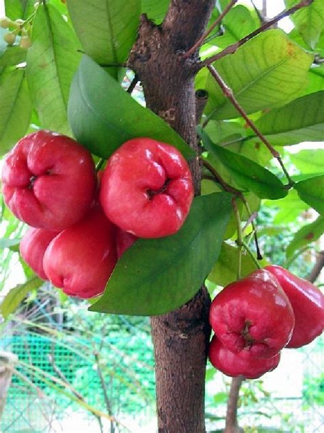 Pear and plum four to six; Syzygium samarangense | Fruit garden, Beautiful fruits ...