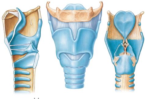 The Larynx Cartilage And Ligaments Diagram Quizlet