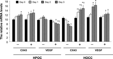 The Relative Levels Of Cx43 And Vegf Mrna In Hocc And Hpoc Stands