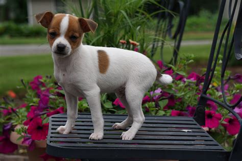 Toy Fox Terrier Jack Russel For Sale Apple Creek Oh Male Buttercup