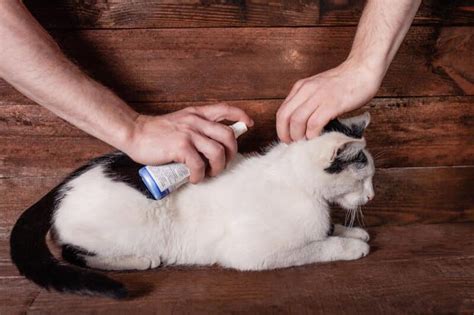 5 reasons to consider a cat only veterinary clinic catster