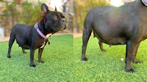 How Do You Know When A French Bulldog Is Pregnant